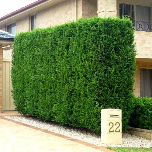 10 Green Leylandii Hedging Evergreen Conifer Plants Fast Growing 40-60cm Potted — alternate product view 2