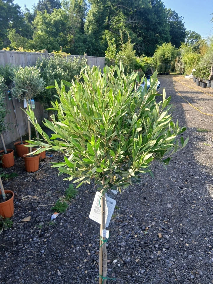 A pair of Standard Olive Trees approx.90cm inc.pot — alternate product view 3