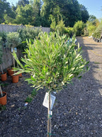 A pair of Standard Olive Trees approx.90cm inc.pot — alternate product view 3