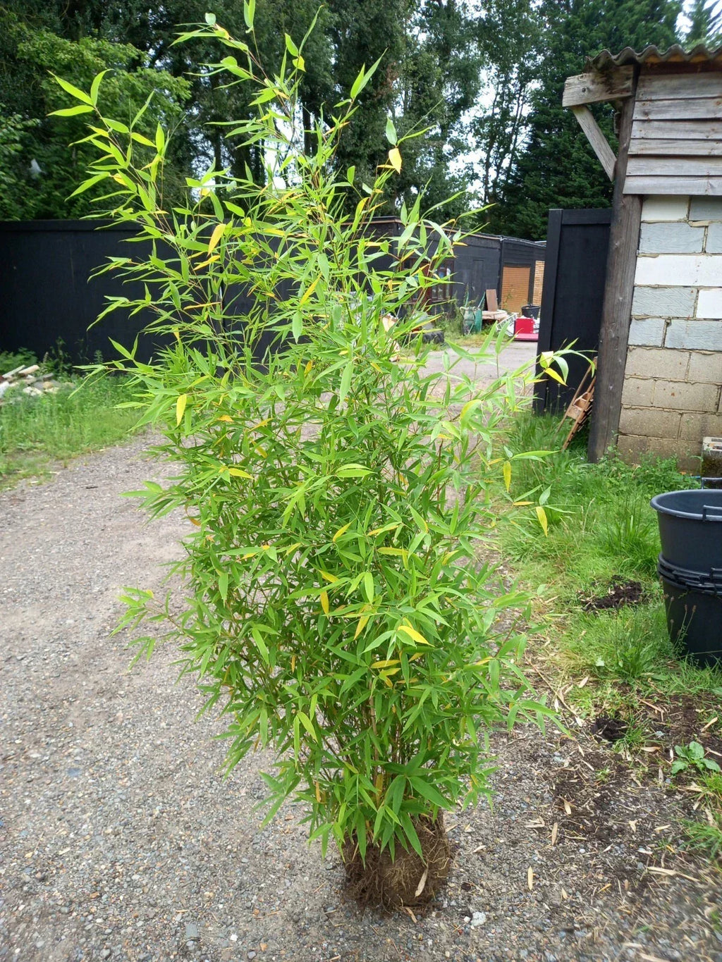 Phyllostachys bissetii bamboo clump screening JUMBO LIVE ROOT BALL approx 5-6ft — main product view