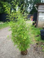 Phyllostachys bissetii bamboo clump screening JUMBO LIVE ROOT BALL approx 5-6ft — main product view