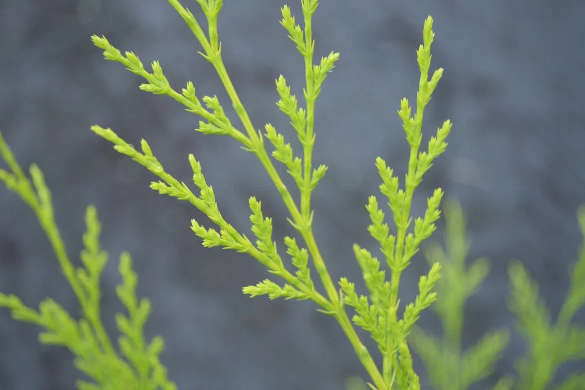 10 X 90CMS Castlewellan Leylandii Gold Hedging Conifers 2LTR Pots 3FT — alternate product view 4