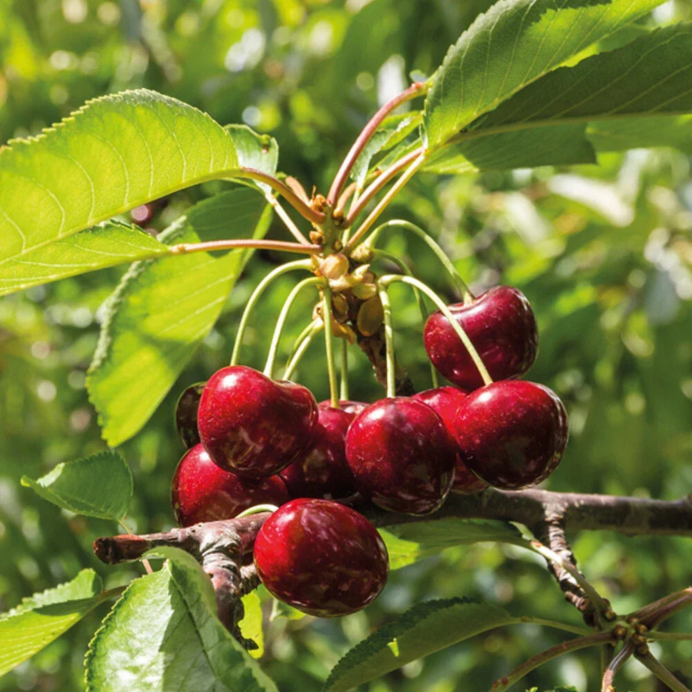 Mini Fruit Tree Patio Garden Plant Apples Pears Cherries Plums 9cm Potted — alternate product view 8