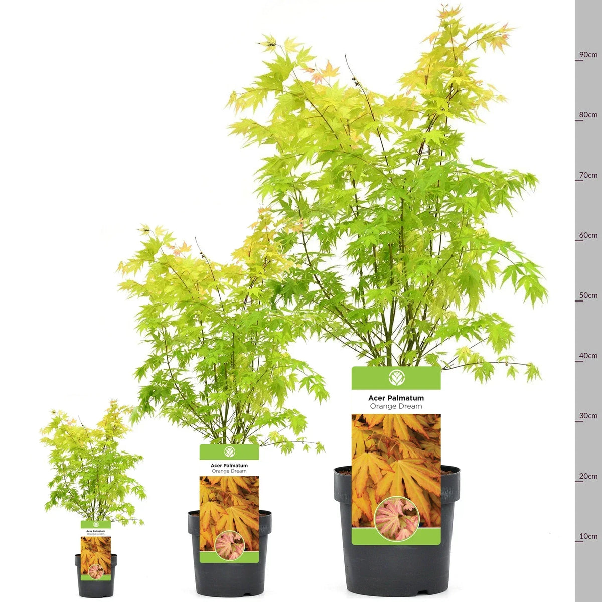 Acer palmatum 'Orange Dream' — Japanese Maple Deciduous Garden Plant Tree In Pot — alternate product view 4