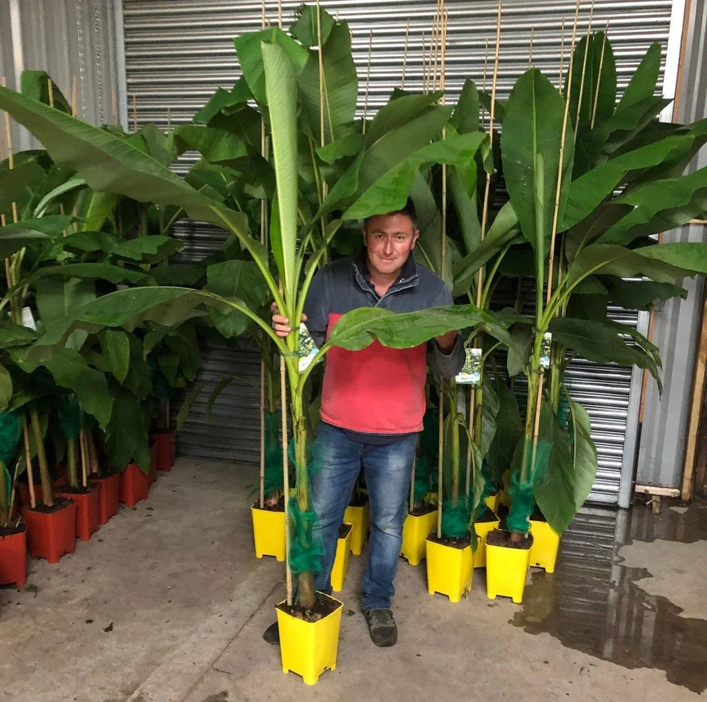 Large Musa Basjoo Fully Hardy Banana Fruit Tree 60-80cm Tall in a 3 Litre Pot — main product view