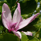 Pair Of Magnolia Betty Deciduous Hardy Garden Shrub Fuchsia Pink Flowers in 9cm Pot — alternate product view 3