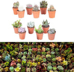 10 Mixed Indoor Plants - 5 Succulents & 5 Cactus Mini Houseplants in 5.5cm Pots — alternate product view 3