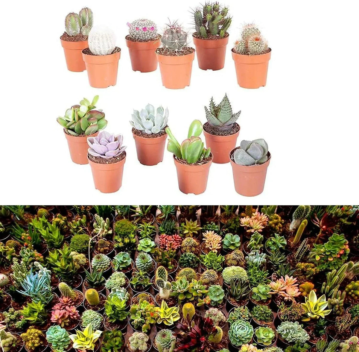 10 Mixed Indoor Plants - 5 Succulents & 5 Cactus Mini Houseplants in 5.5cm Pots — alternate product view 3