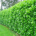 50 Cherry Laurel Hedging 45-60cm Tall Potted — main product view