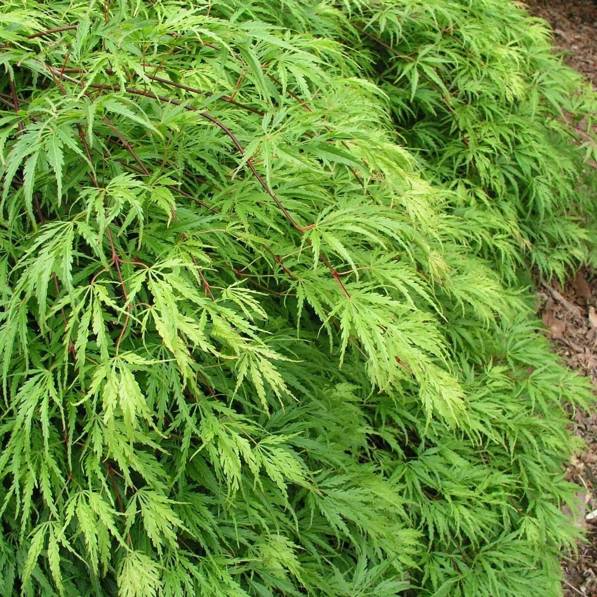 Acer 'Emerald Lace' Japanese Maple Plant - 25-35cm in Height Ready to Plant — alternate product view 2