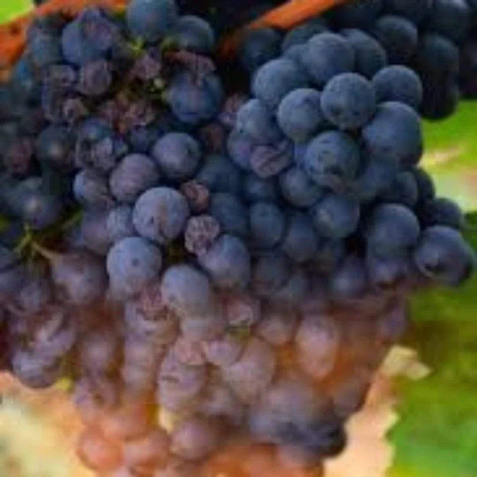 Grape Vanessa Seedless Outdoor Vine Climbing Early Season Plant Red Fruit — alternate product view 2