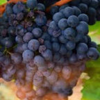 Grape Vanessa Seedless Outdoor Vine Climbing Early Season Plant Red Fruit — alternate product view 2
