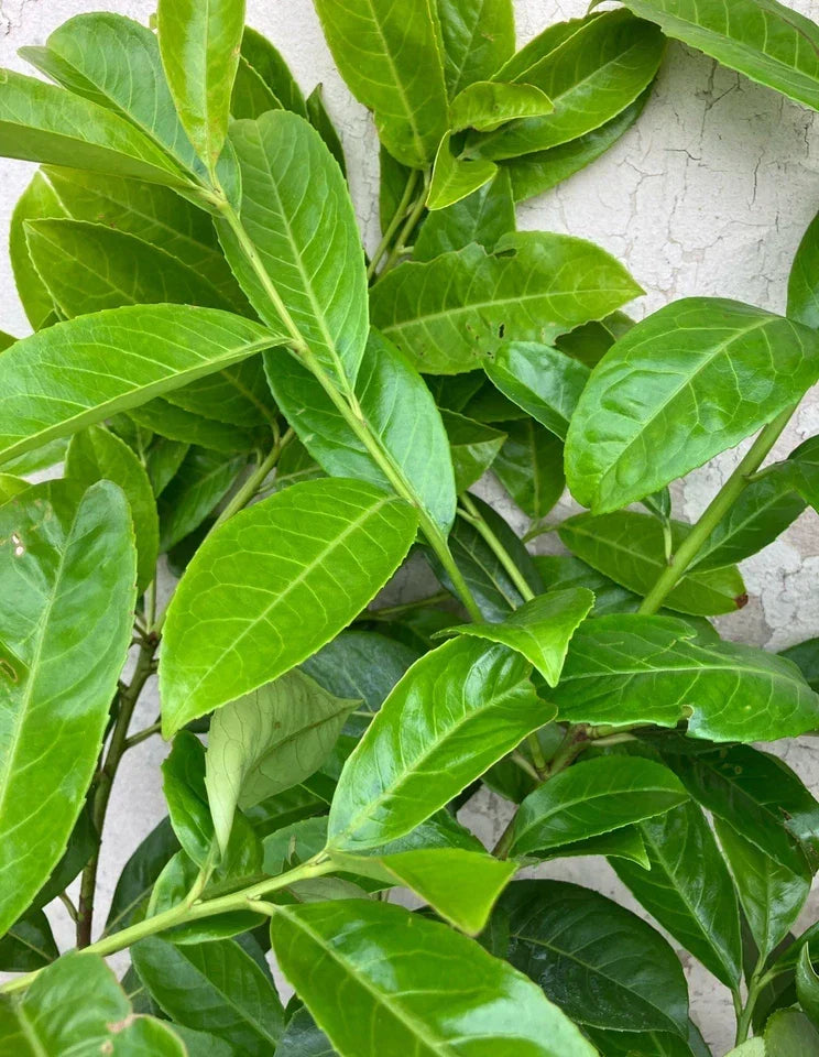 10x 6-7ft INSTANT Hedge Cherry Laurel Healthy Established Evergreen — alternate product view 4