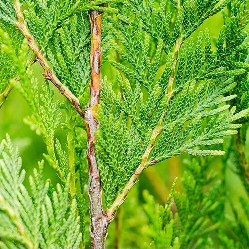 2000 X Thuja Plicata 'atrovirens' Red Cedar Evergreen Hardy Hedging Plant In Pot — alternate product view 3