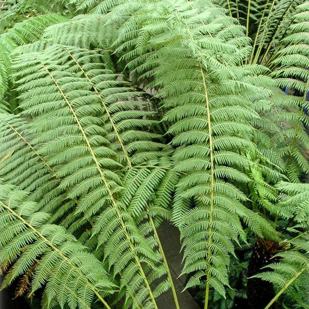 Tree Fern Plant in 17cm Pot - Dicksonia Antarctica — alternate product view 6