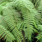 Tree Fern Plant in 17cm Pot - Dicksonia Antarctica — alternate product view 6