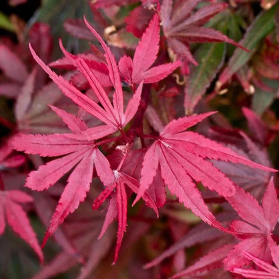 Acer palmatum Shaina - Japanese Maple — Large Outdoor Garden Ready Tree in Pot — alternate product view 4