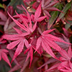 Acer palmatum Shaina - Japanese Maple — Large Outdoor Garden Ready Tree in Pot — alternate product view 4