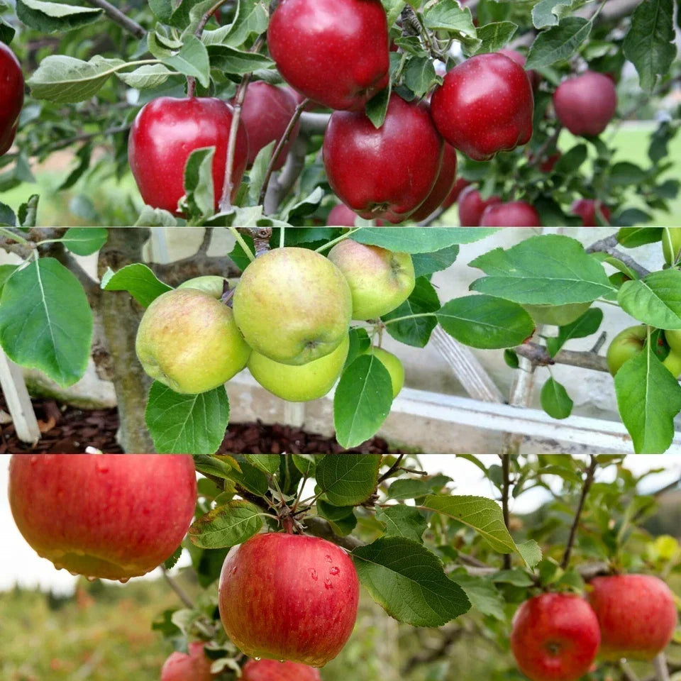Patio Apple Tree - Mixed Varieties - Patio Fruit Tree 2-4ft in 5 Litre Pot — alternate product view 5