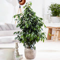 Weeping Fig Large Indoor House Plant Real Ficus Danielle Evergreen Tall Plants — alternate product view 2