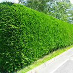 5 X Leylandii Green Evergreen Conifer Hedging Leylandii Plant In Pot (1-2FT) — main product view