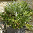 Hardy Fan Palm Chamaerops humilis 60-80cm Tall Bushy incl.pot — alternate product view 5