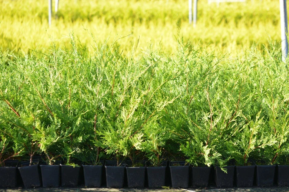 5 X Leylandii Gold Evergreen Conifer Hedging Plant In Pot (1-2FT) — alternate product view 4