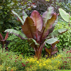 Ensete ventricosum Maurelii - Red Abyssinian Banana - Plant in 10.5 cm Pot — alternate product view 3