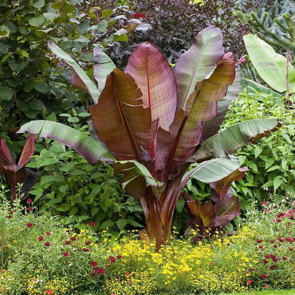Ensete ventricosum Maurelii - Red Abyssinian Banana - Plant in 10.5 cm Pot — alternate product view 3
