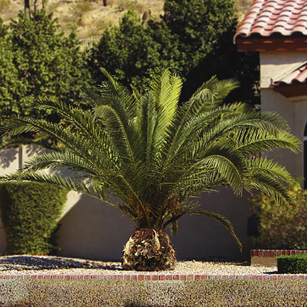 Tropical Palm Tree, Phoenix Canariensis 80cm-1m Tall, 1 x 19cm Pot — alternate product view 4