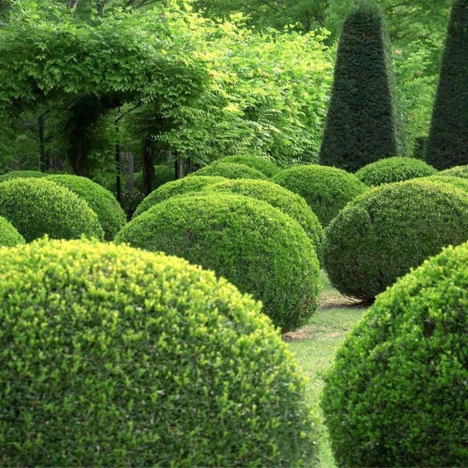 Box Hedging Plants 20-40cm Buxus Sempervirens Dense Evergreen Hedge Potted — alternate product view 2