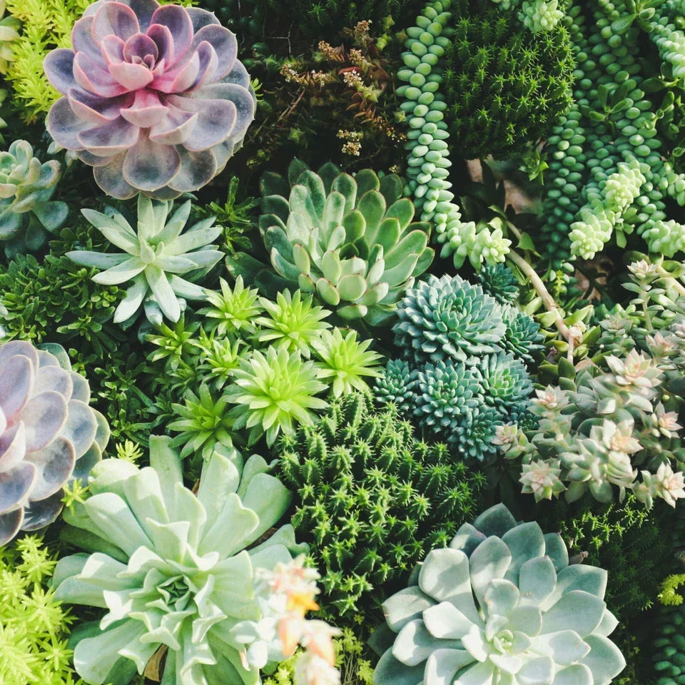10 Mixed Indoor Plants - 5 Succulents & 5 Cactus Mini Houseplants in 5.5cm Pots — alternate product view 4