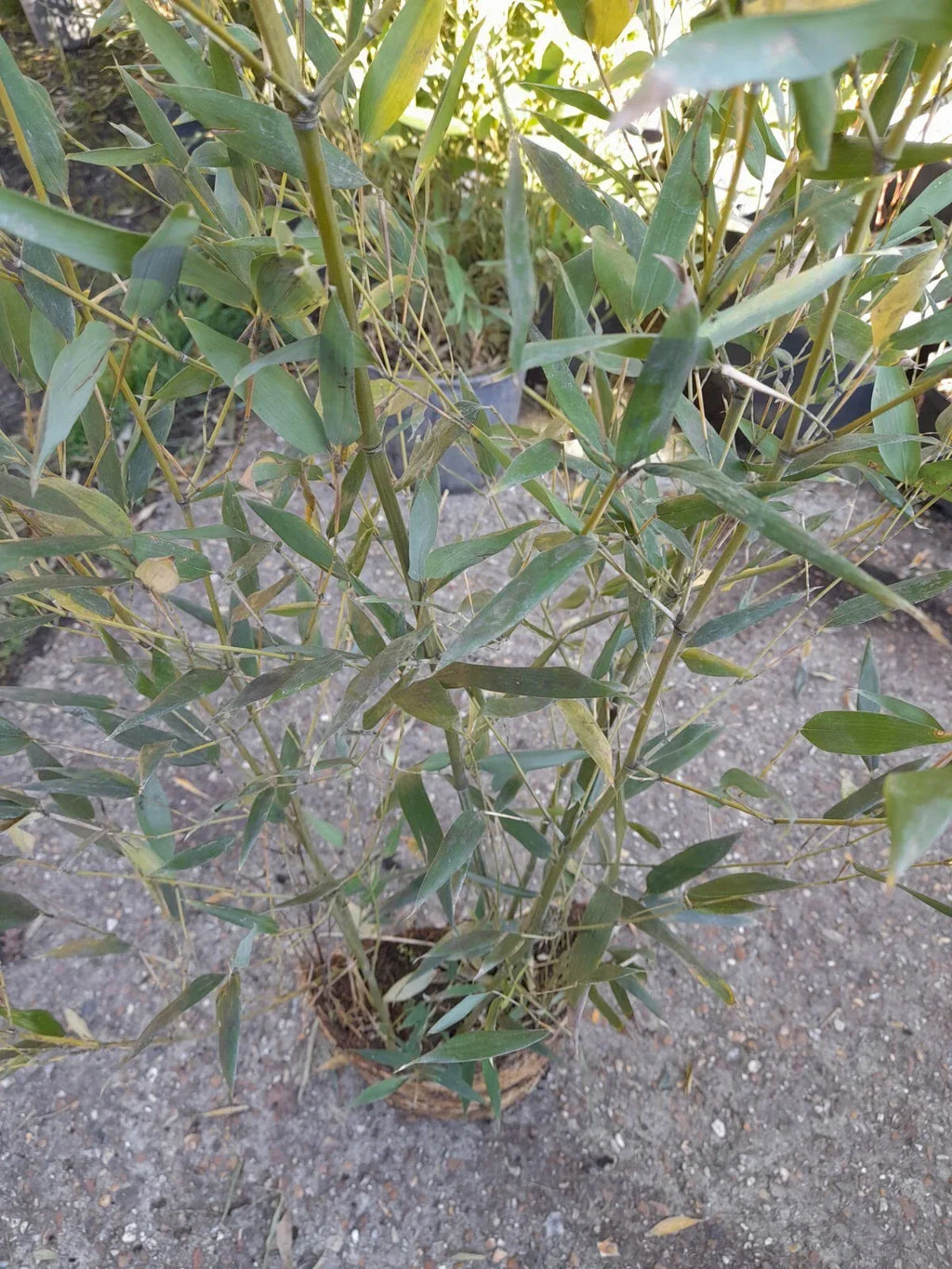 Phyllostachys bissetii bamboo clump screening JUMBO LIVE ROOT BALL approx 5-6ft — alternate product view 3