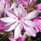 Pair Of Magnolia Betty Deciduous Hardy Garden Shrub Fuchsia Pink Flowers in 9cm Pot — alternate product view 2