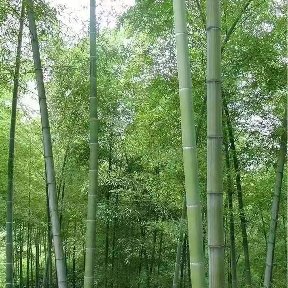 Giant Moso Bamboo Seeds, Phyllostachys Pubescens Edulis — alternate product view 5