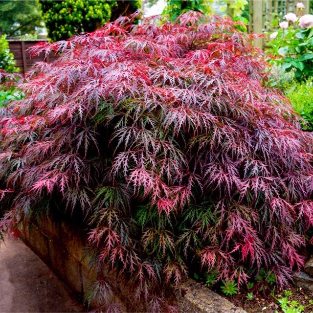 3 x Acer Plant Collection - 11cm Pots - Vars Atropur- pureum - Orange Dream — alternate product view 4