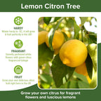 Citrus Fruit Tree, Lemon Citron, Fragrant Evergreen, 7?9cm Pot, Grow Your Own — alternate product view 6