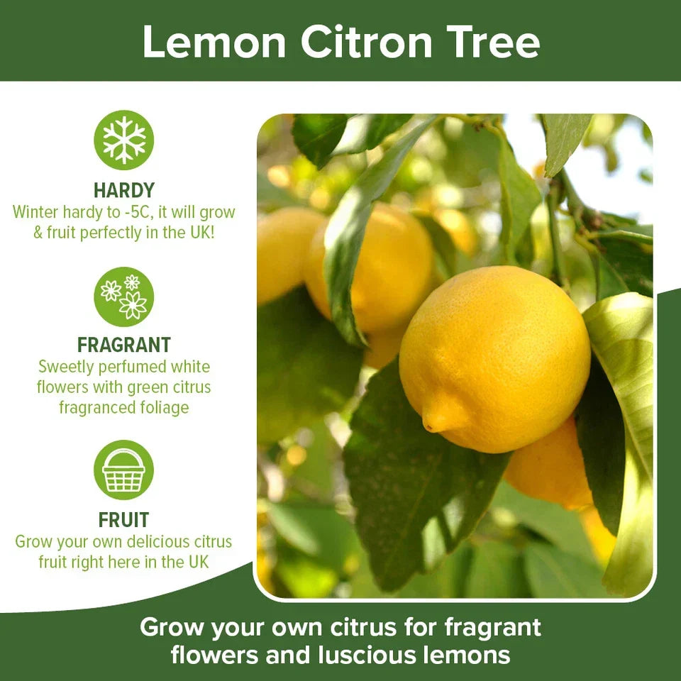 Citrus Fruit Tree, Lemon Citron, Fragrant Evergreen, 7?9cm Pot, Grow Your Own — alternate product view 6