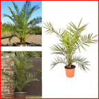 Hardy Phoenix palm 55-75cm in 14cm pot Single — alternate product view 3