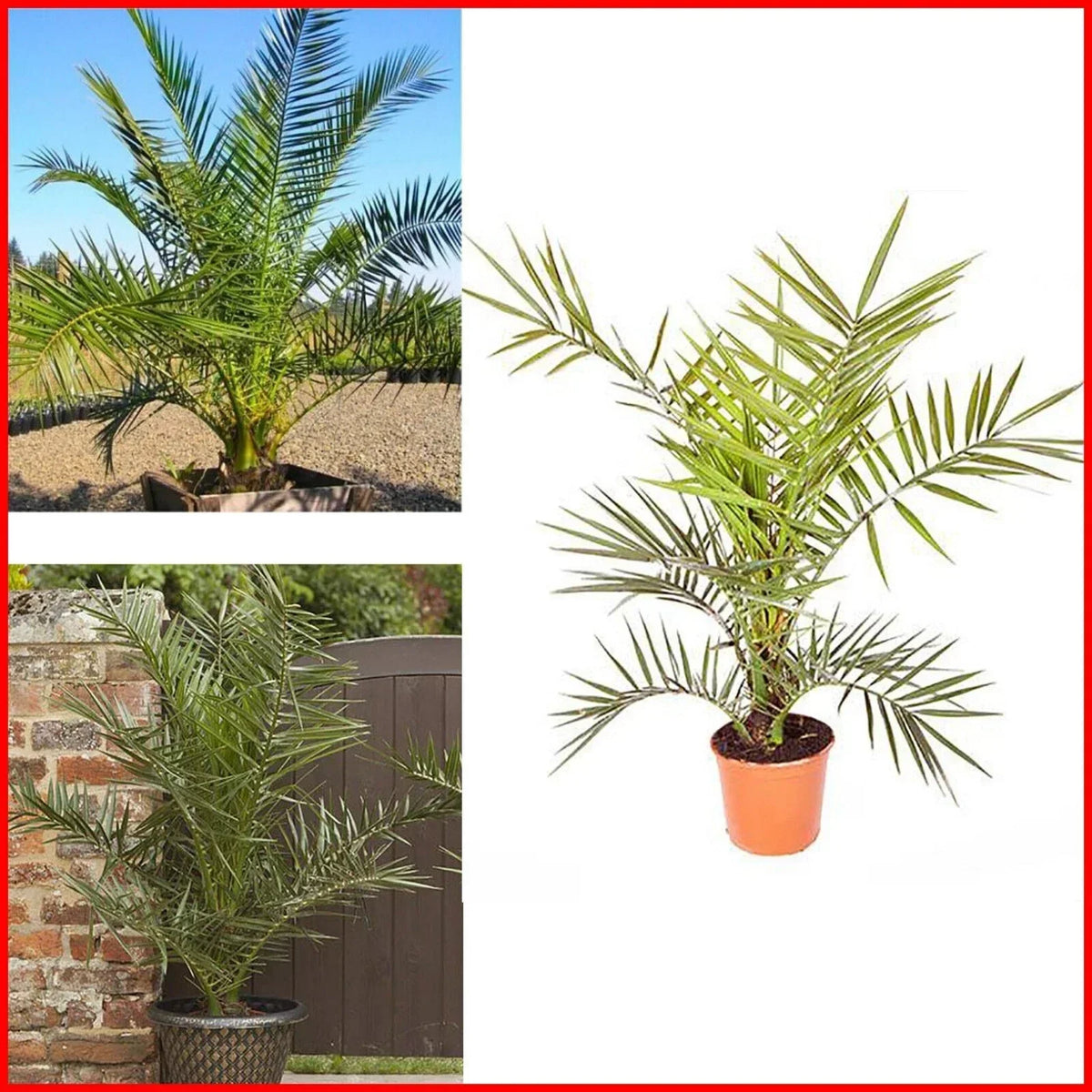 Hardy Phoenix palm 55-75cm in 14cm pot Single — alternate product view 3