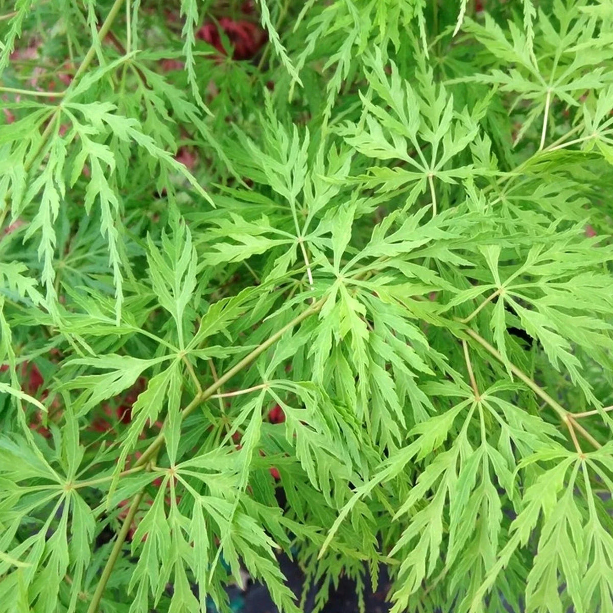 Acer 'Emerald Lace' Japanese Maple Plant - 25-35cm in Height Ready to Plant — main product view