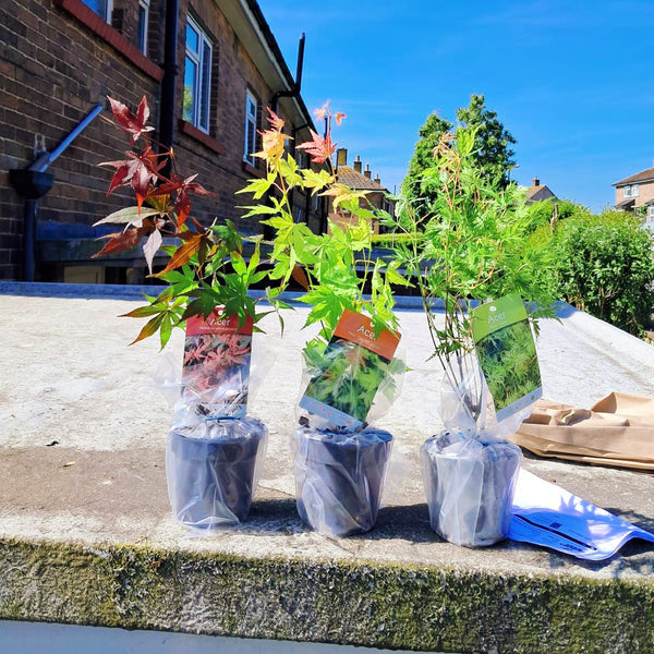 3 x Acer Plant Collection - 11cm Pots - Vars Atropur- pureum - Orange Dream — main product view