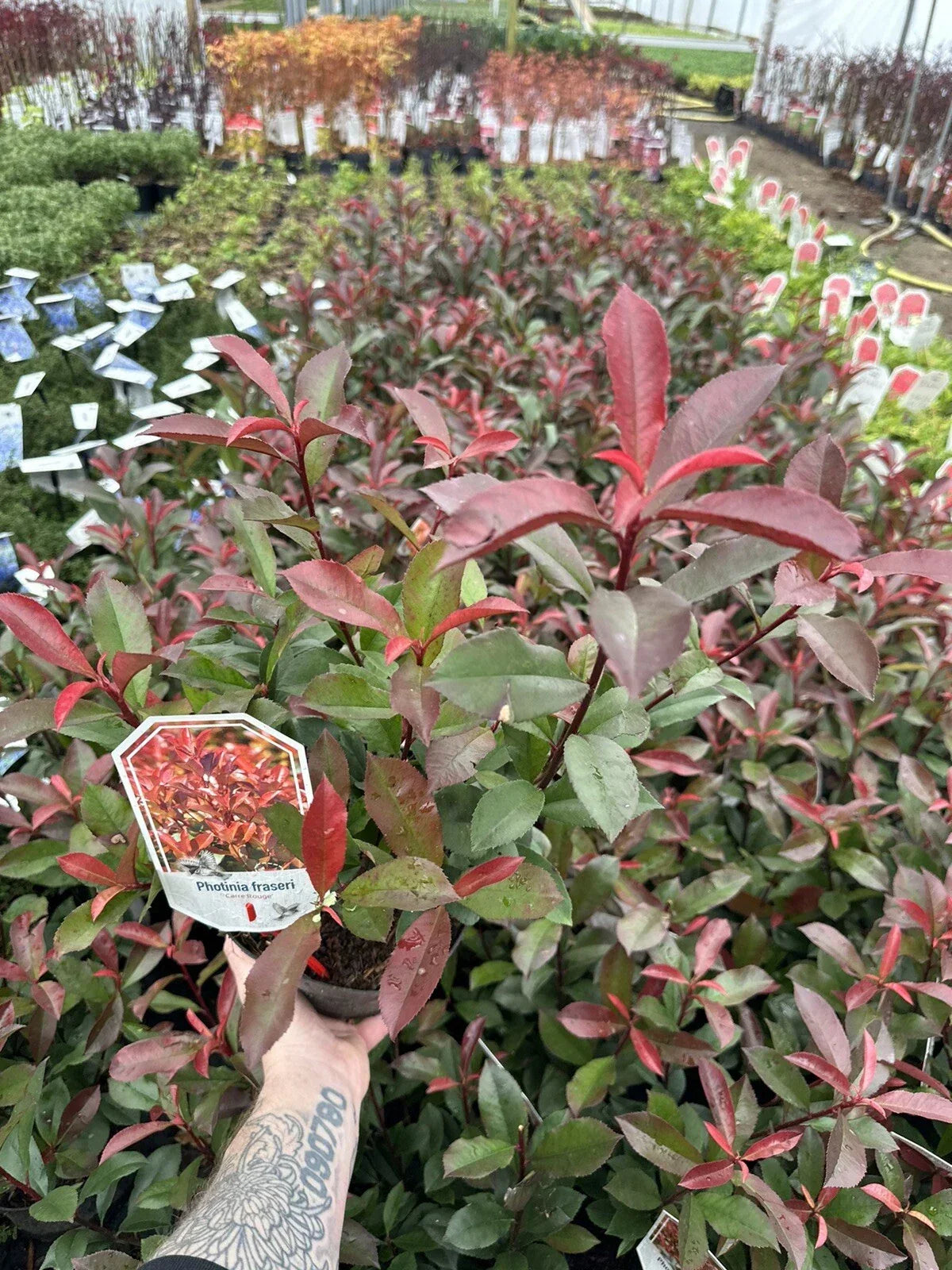 10x Photinia x fraseri Carre Rouge - Hedging - 40-60cm - 3 Litre Pot - Plant — alternate product view 4