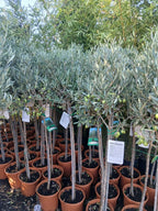 Olive Tree Large Approx 160cm Tall 25L UK Hardy Evergreen Patio Plant Healthy — alternate product view 6