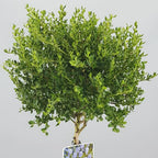 Ceanothus Victoria California Lilac Tree – 70–80 cm — alternate product view 3