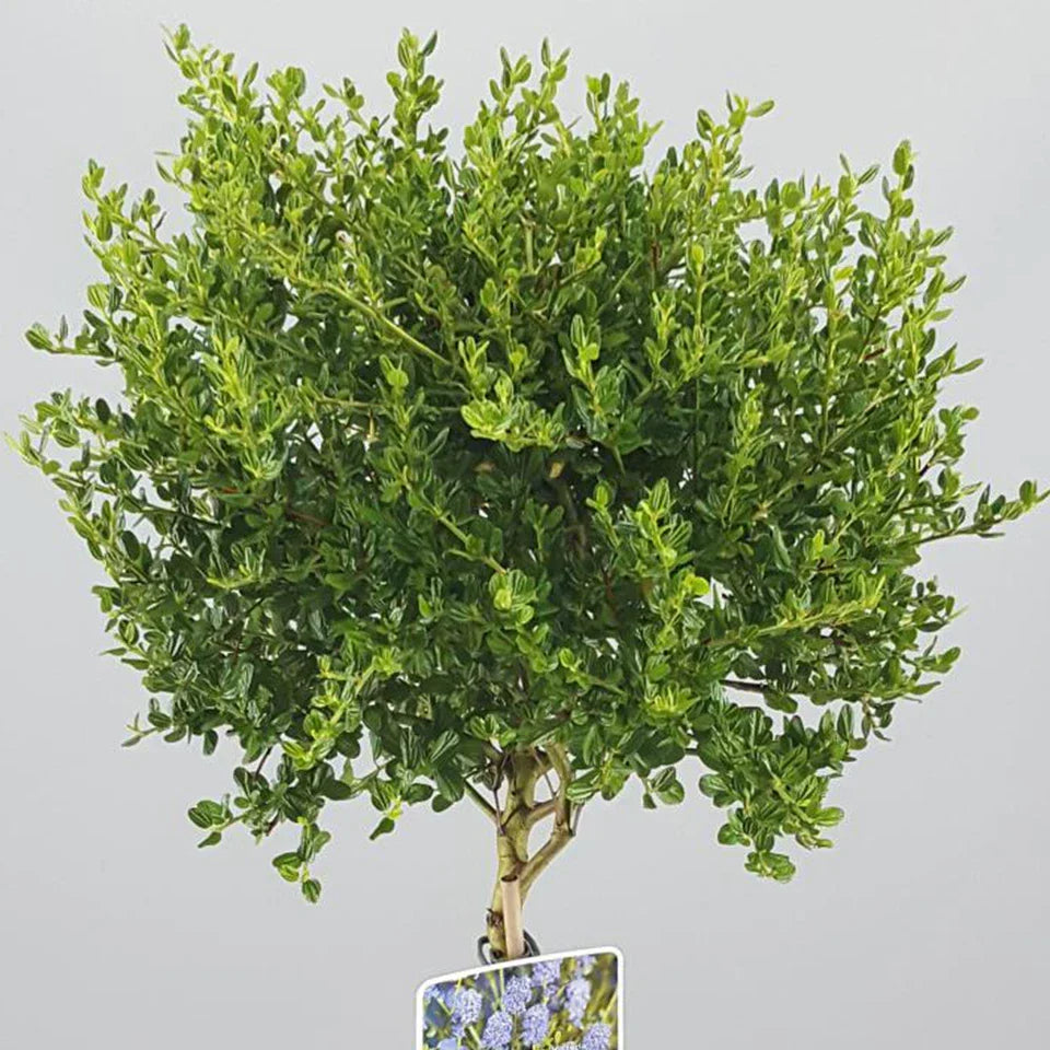 Ceanothus Victoria California Lilac Tree – 70–80 cm — alternate product view 3