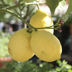 Citrus Fruit Tree, Lemon Citron, Fragrant Evergreen, 7?9cm Pot, Grow Your Own — alternate product view 4
