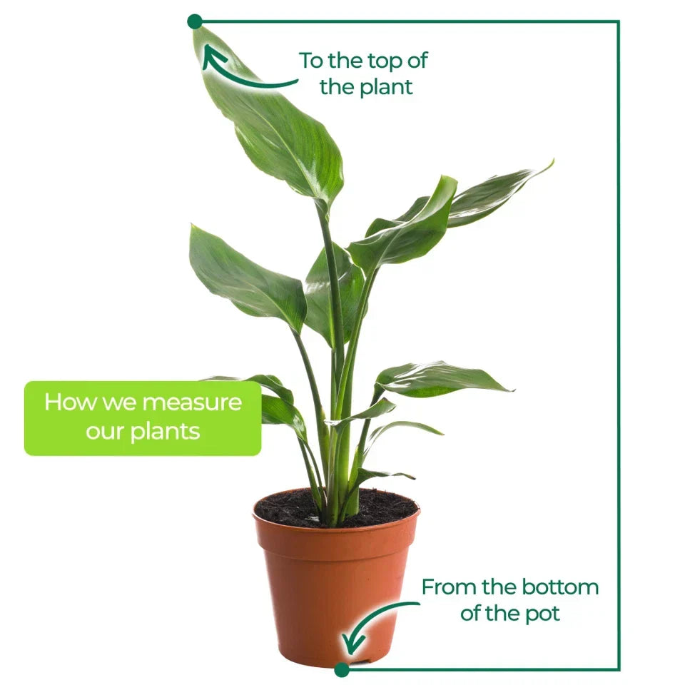Strelitzia Nicolai Large Indoor House Plant Real Evergreen Tall Exotic Plants — on a clean white background