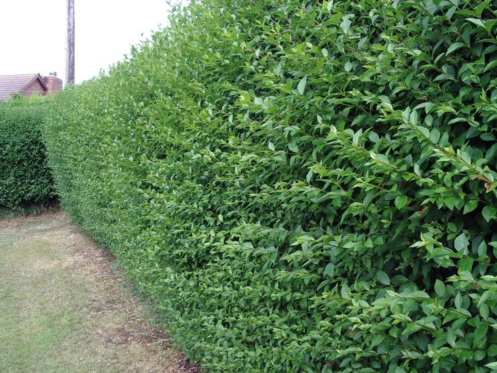 600 Green Privet Plants 3-4ft Tall, Evergreen Hedging, Grow a Quick, Dense Hedge — alternate product view 3