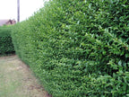 600 Green Privet Plants 3-4ft Tall, Evergreen Hedging, Grow a Quick, Dense Hedge — alternate product view 3